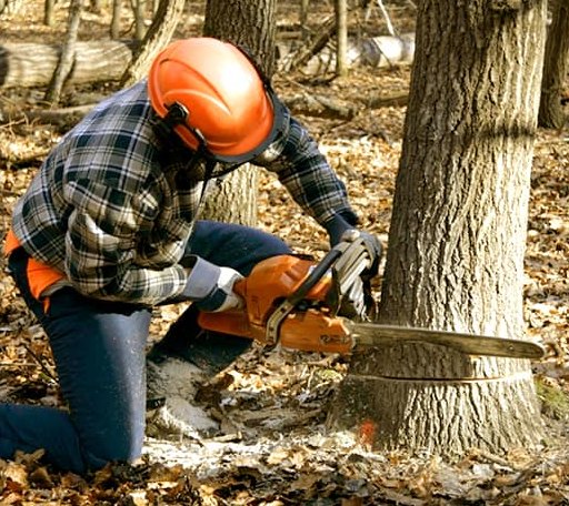 Tree Removal in Rutherford College, NC